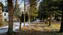 Der kleine Wald an der Pension Wettinhöhe