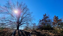 Uralte Bäume auf dem Bahngelände
