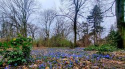 Blausternfelder am Plötzensee