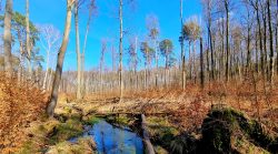 Naturschutzgebiet Fettseemoor