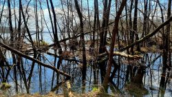 Moorlandschaft vor dem See