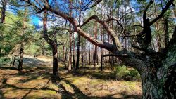 Waldwege am südlichen Pätzer Hintersee