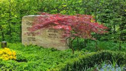 Roter Ahorn auf dem Lankwitzer Friedhof