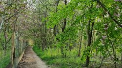 Paraleler Weg zum Jakobsweg