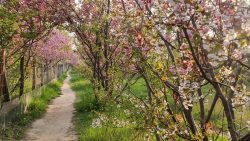 Ungeahnte Blüttenpracht auf verlassenen Trampelpfaden