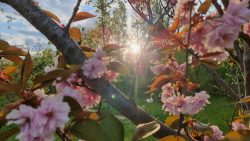 Die Kirsche im Sonnenuntergang