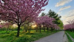 TV Asahi Kirschblütenallee