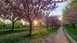 Mauerweg und Kirschblüte