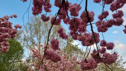 Kirschblüte in voller Pracht