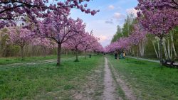 Letzter Blick auf die TV Asahi Kirschblütenallee