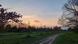 Der Sonnenuntergang am Ende der Kirschblütenallee