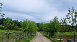 Sandwege durch die Schorfheide