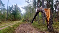 Ungewöhnliche Ansichten in der Schorfheide