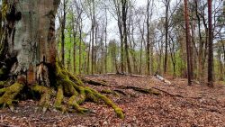 Ein Baum wie in einem Fantasy-Film