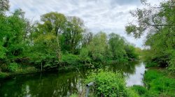 Blick auf die alte Oder