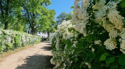 Duftende blühende Hecken