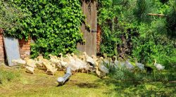 Flüchtende Gänse auf dem Gelände des Ponyhofs