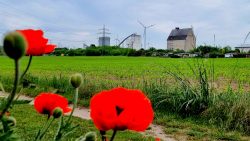 Wiesenblumen, Felder und Gewerbe