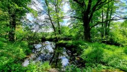 Moorige Landschaften und der Beginn des Burgenwanderwegs