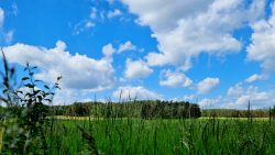 Am Naturparkzentrum Hoher Flämig, Raben