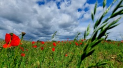 Mohninspirationen nähe Luckenwalde