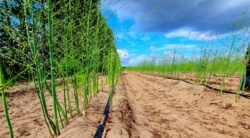grüner Spargel nicht abgeerntet?