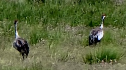 Kraniche auf den Rieselfeldern