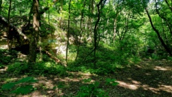 Vorpostenhäuser im Dickicht