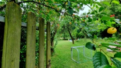 Der Obstkarten am Morgen