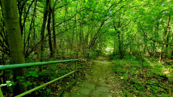 Hügelige Landschaft in den Wäldern