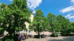 Die Tulpenbäume am Erhard Hübner Platz