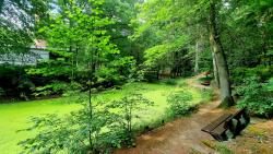 Entengrütze Teich auf dem Reha-Gelände