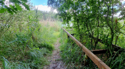 Alte Steganlagen liegen frei