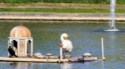 Insel des Gefieders und Sonnenbank der Schildkröten im Engelbecken
