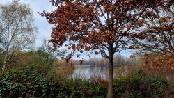 221111_Von Hennigsdorf nach Falkensee durch den Spandauer Forst-001 (10)