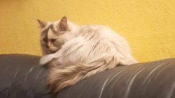 screenshot_20211224-171114_photos2481641586055752244